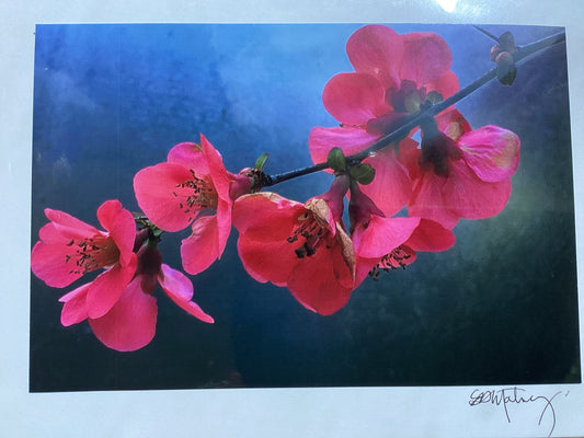 Liz Cards